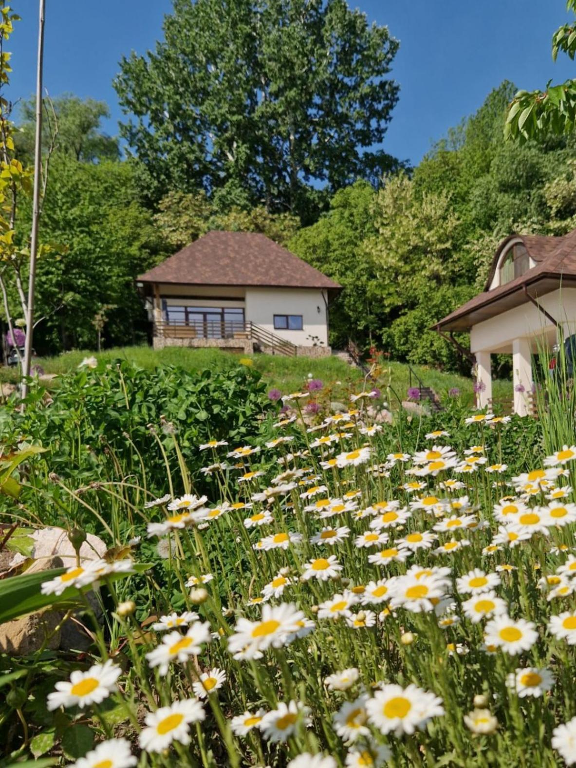 Provence Suceava Hotel Екстериор снимка